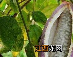 野香蕉的功效与作用 野香蕉怎么吃