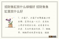 招财鱼缸放什么绿植好 招财鱼鱼缸里放什么好