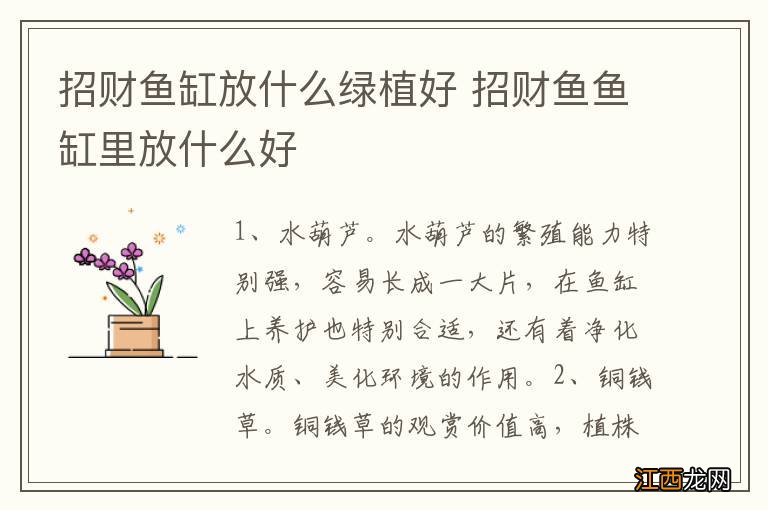 招财鱼缸放什么绿植好 招财鱼鱼缸里放什么好