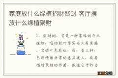 家庭放什么绿植招财聚财 客厅摆放什么绿植聚财