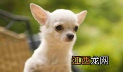 吉娃娃犬的优缺点有哪些 吉娃娃犬的优缺点