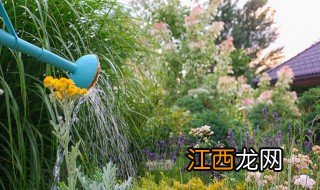 灯具店放什么绿植招财,店门口摆什么绿植招财