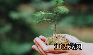 开业大门放什么绿植招财辟邪 开业大门放什么绿植招财