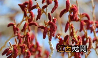 杨树花的做法 杨树花怎么做好吃