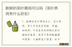 茶叶养鸡有什么好处 新鲜的茶叶喂鸡可以吗