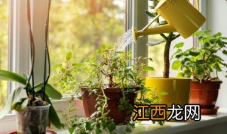 进门口鞋柜放什么绿植招财 进门鞋柜上面放什么绿植好