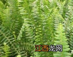 肾蕨的功效与作用 肾蕨的养殖方法