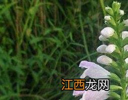 随意草的功效与作用