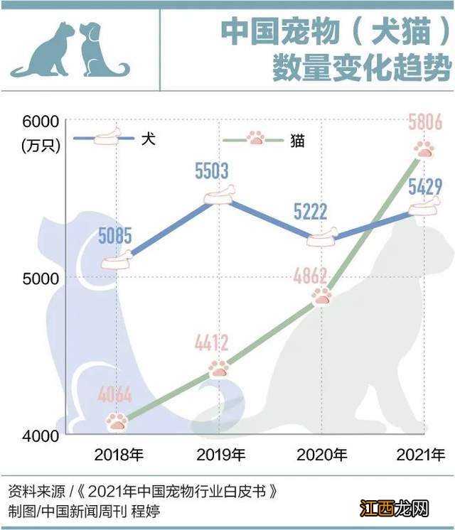 因为看病贵,他们放弃了自己的宠物