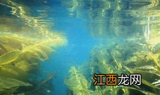 海藻酸钠是什么东西 海藻是什么东西