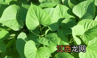 红苕叶长期怎么保存 红苕叶长期怎么保存不生虫