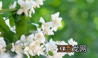 茶叶水可以浇花吗,茶叶水浇花好吗 养花用茶叶水浇花可以吗