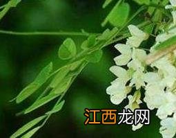 小槐花的功效与作用及禁忌