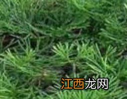 通筋草的功效与作用及药用价值