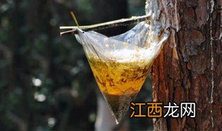 松脂的功效与作用及食用方法 松脂的功效与作用