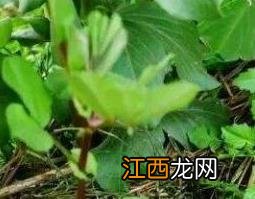 野荠菜根的功效与作用