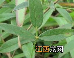 隔山香的功效与作用 隔山香的药用价值