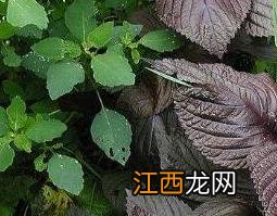 紫苏杏仁的功效与作用