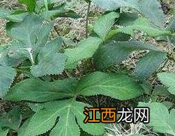 姨妈菜泡水喝的功效与作用及药用价值