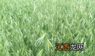 燕麦草是什么样子的 燕麦草是什么