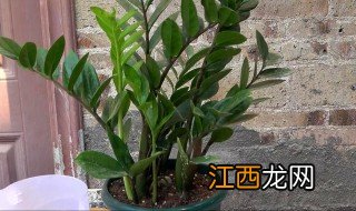 学校大门口放什么绿植招财 学校门口绿植摆放