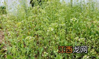 地菜花是什么菜，地菜花百度百科