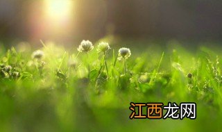 植物拍手歌怎么写? 植物拍手歌怎么写