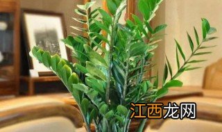 客厅适合放什么绿植招财 客厅适合摆放什么绿植招财