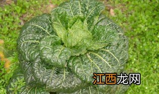 冬菜是什么菜,冬菜是什么菜图片