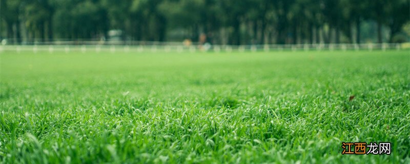 黑麦草种子一亩要用多少种子 黑麦草种子一亩要用多少种子呢