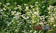 野荞麦根的功效与作用及禁忌 野荞麦根的功效与作用