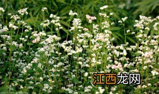 野荞麦根的功效与作用及禁忌 野荞麦根的功效与作用