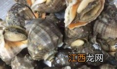 海螺开锅煮多长时间就熟了 海螺开锅煮多长时间