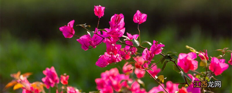 深圳市的市花是什么花 深圳市的市花是什么花紫荆花