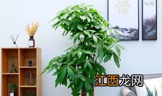 家里绿植怎样摆放招财 家庭放什么绿植招财最好