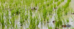 种了几年水稻的土是水稻土吗 种了几年水稻的土是水稻土吗为什么