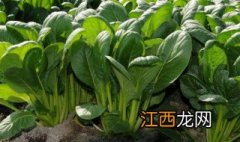 菠菜种子直接撒土里能发芽吗 菠菜种植技术和时间