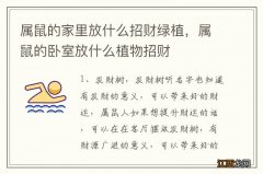 属鼠的家里放什么招财绿植，属鼠的卧室放什么植物招财