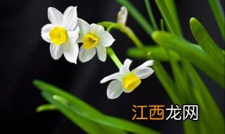 家里的厨房放什么绿植招财 家里的厨房放什么绿植招财呢