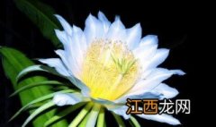 火龙果花怎么吃