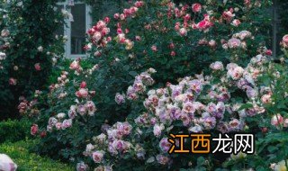 风水池放什么绿植招财聚财 风水池放什么绿植招财