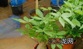 居家财位放什么植物最好 居家财位放什么绿植最招财