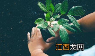 办公室放什么绿植最招财 办公室放什么绿植最招财聚财