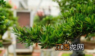 招财绿植摆放位置 大门右侧放什么绿植招财