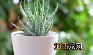 工位摆放什么招财 工位上放什么绿植招财