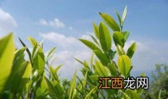 茶叶等级划分标准认证 茶叶等级划分标准