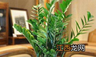 夏天家里放什么绿植招财又好看 夏天家里放什么绿植招财