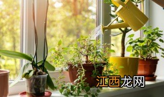 茶馆一般放什么绿植招财，茶馆一般放什么绿植招财呢