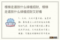 楼梯走道放什么绿植招财，楼梯走道放什么绿植招财又好看