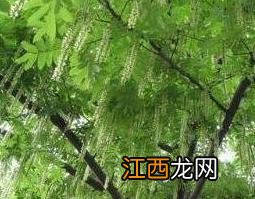 枫杨树根的药用功效和药用价值